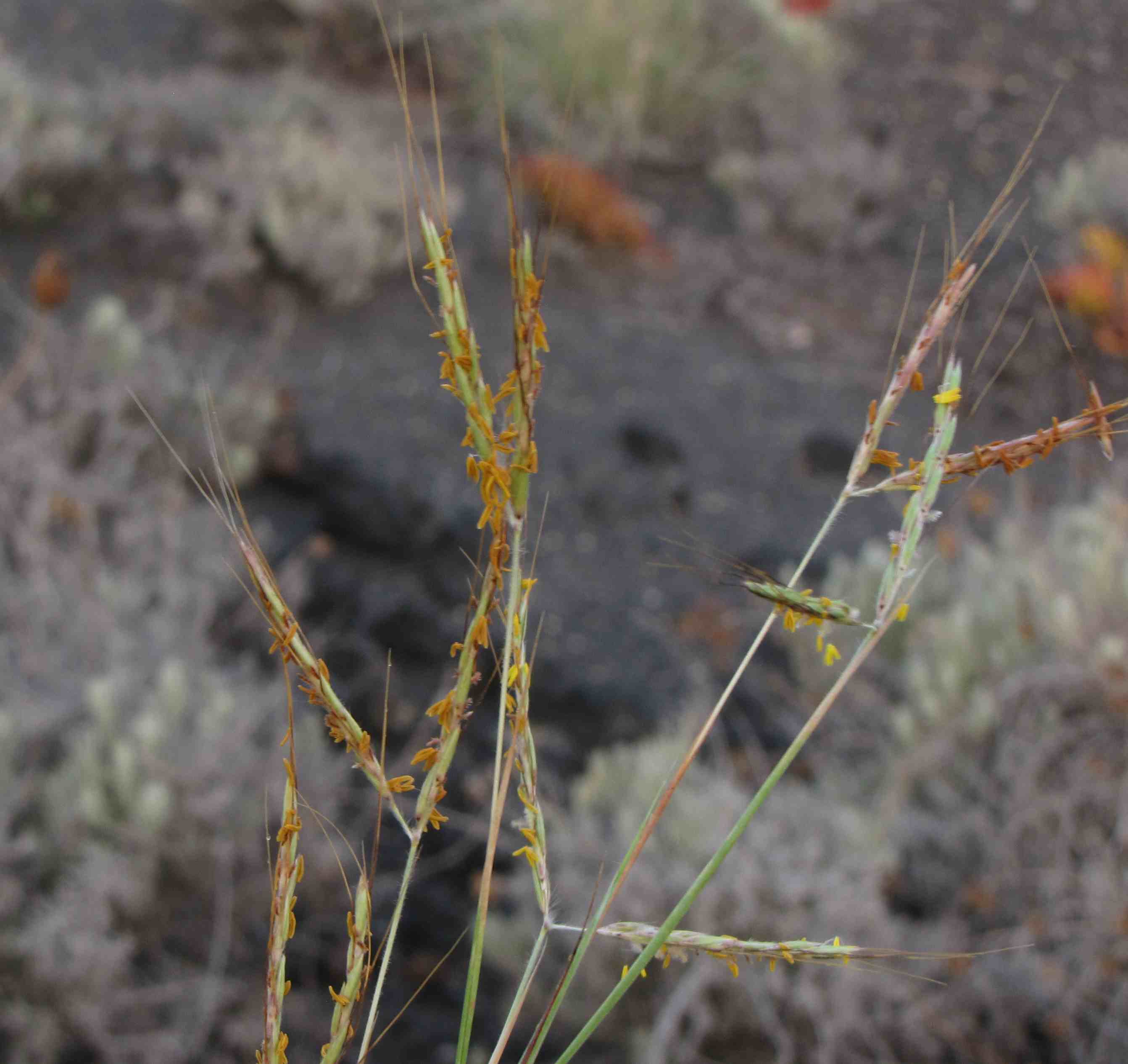 Andropogon distachyos / Barbone a due spighe